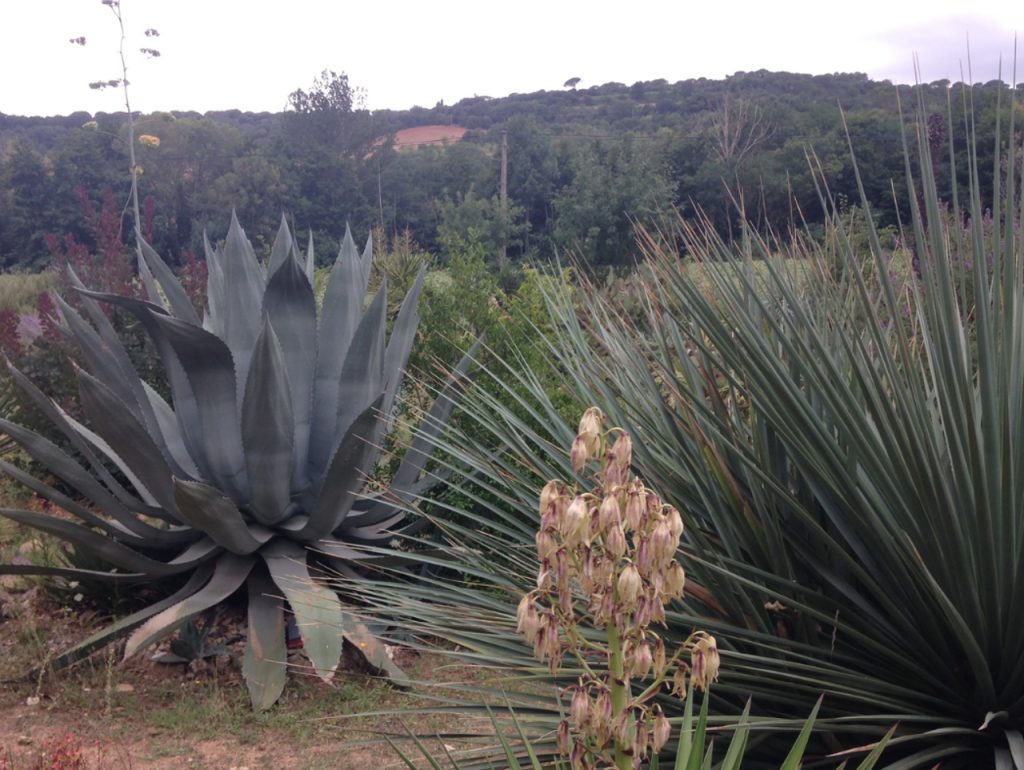 Visiter le jardin des cactus d’Escaïre-Figue