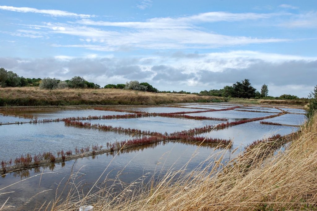 Marais salants de Marennes-Oléron