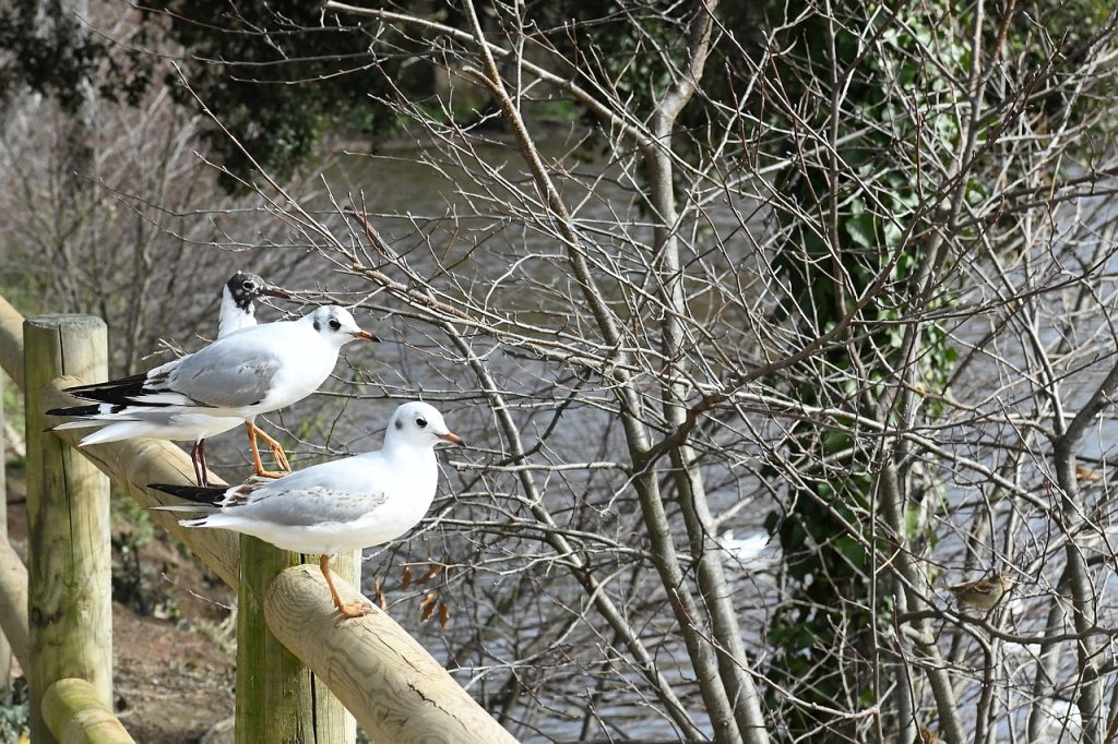 Visiter la Charente-Maritime