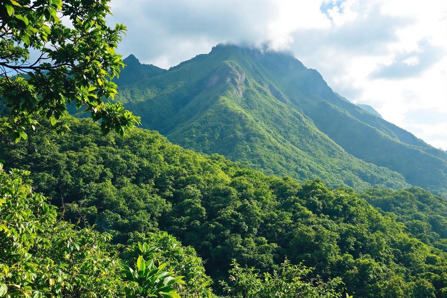 Forêt luxuriante avec sommet montagneux couvert de nuages