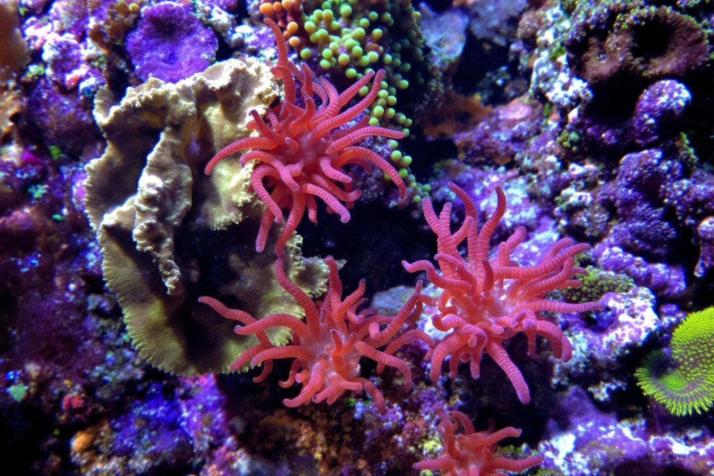 Anémones de mer rouges vives sur récif corallien coloré