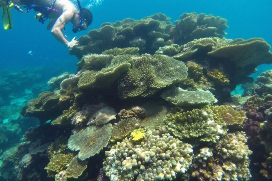 Plongeur près de coraux luxuriants dans l'océan bleu