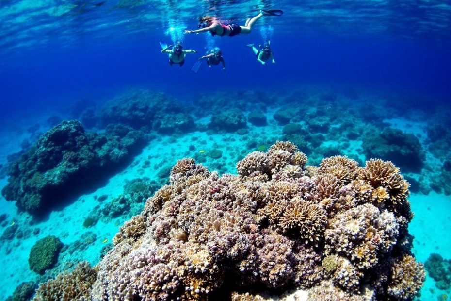 Nageurs survolant un corail coloré dans un océan bleu