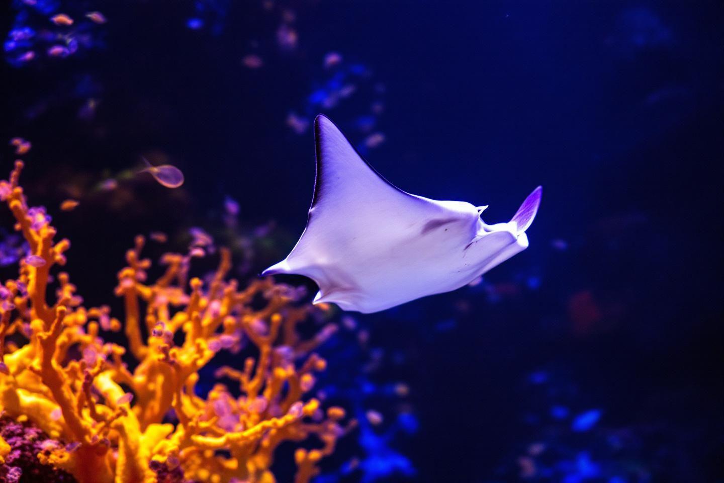 Raie marine blanche nageant près d'un corail orangé