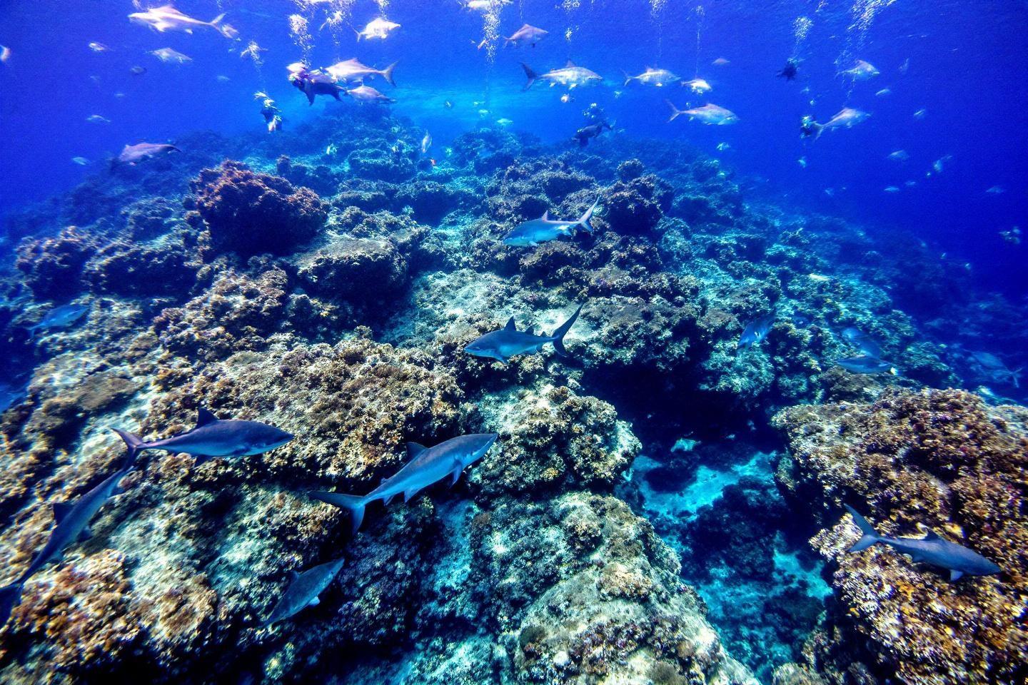Vue sous-marine de récif corallien peuplé de requins