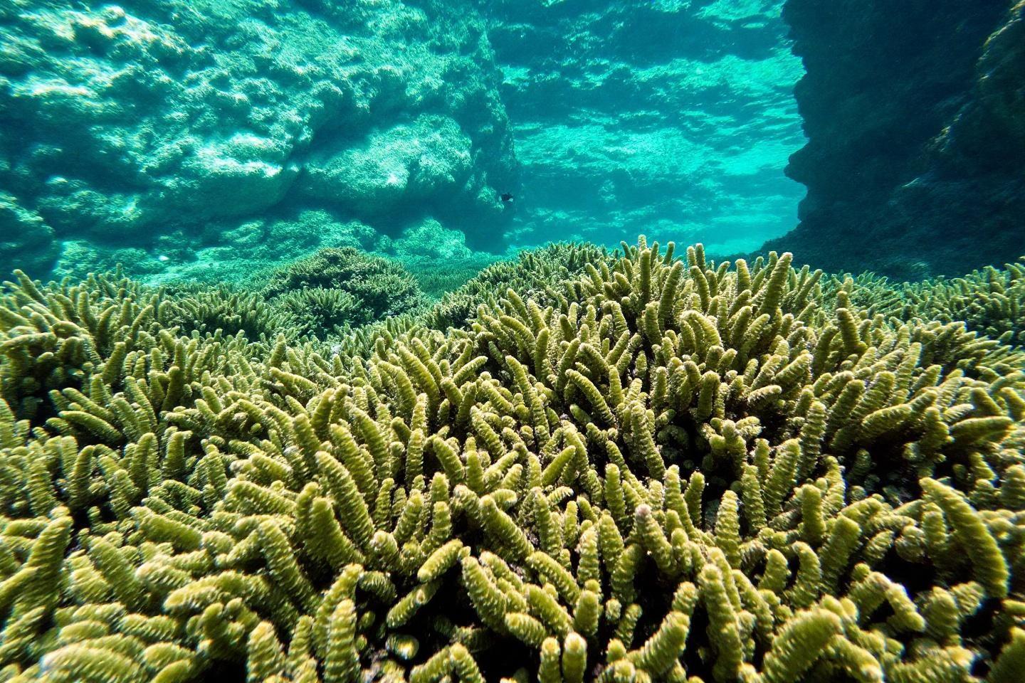 Coraux verts luxuriants dans les eaux turquoises sous-marines