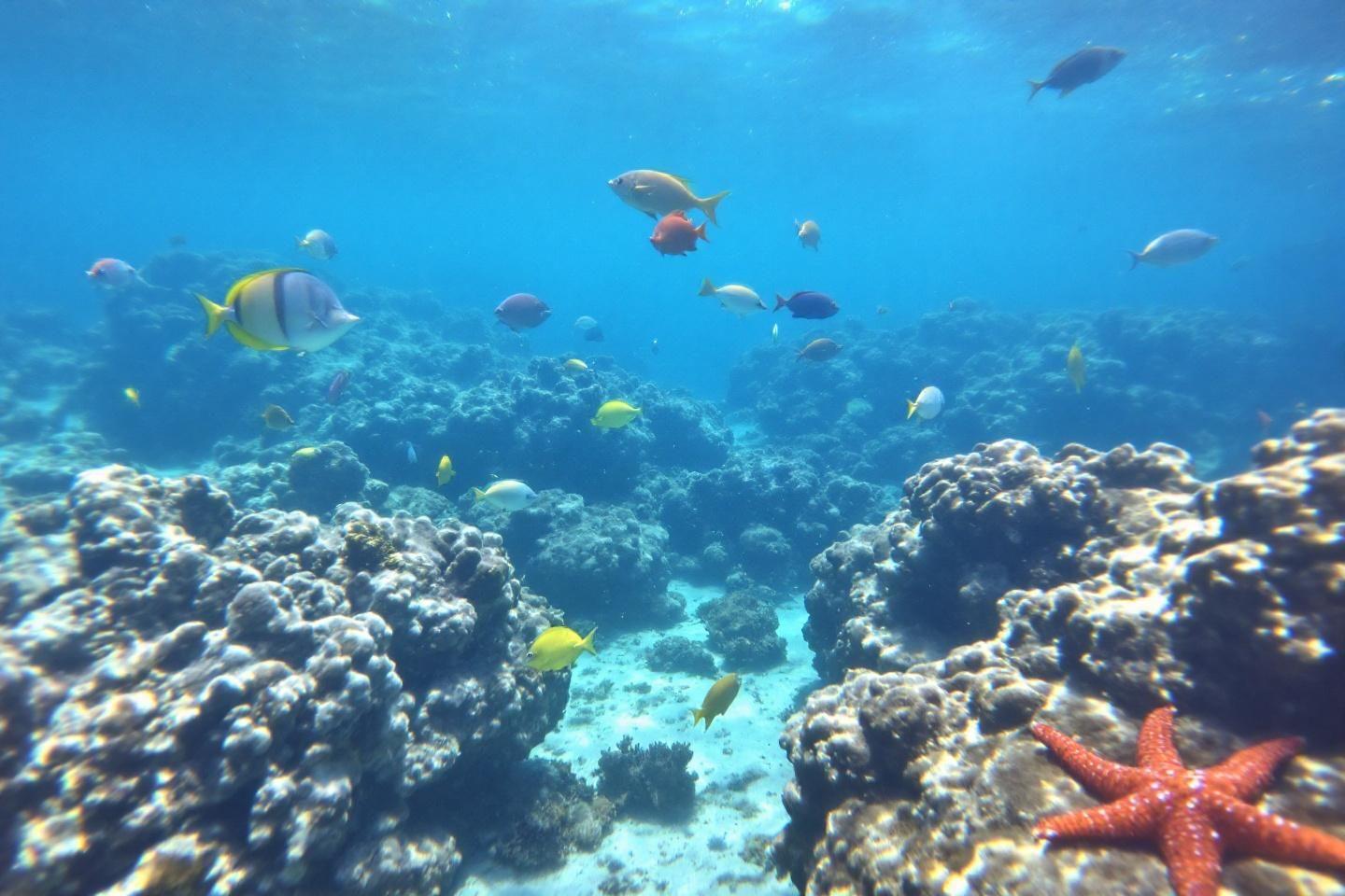 Poissons multicolores et étoile de mer près des coraux bleus