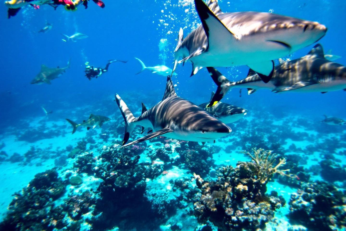 Plusieurs requins gris évoluant dans un océan bleu turquoise